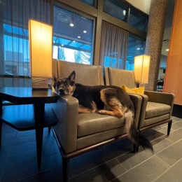 Meet Emma, the official cuddle expert at Spruce Apartments! 🐾 Taking relaxation to a whole new level. Who else wishes they could join her for a lazy afternoon? 🌲
Click the link in our bio to discover why our pet and human residents love calling Spruce their home in stunning West Seattle. ✨
 
 
 
 
 
 
 
 
 
 
 
 
 
 
 
 
#spruce #apartmentgoals #apartmentlife #westseattle #westseattlelife #westseattlejunction #seattleapartments #apartmentliving #seattlewa #seattlevibes #pnwhomes #seattlecommunity ... Instagram post from @spruce.west.seattle on July 22, 2024 16:43:22pm